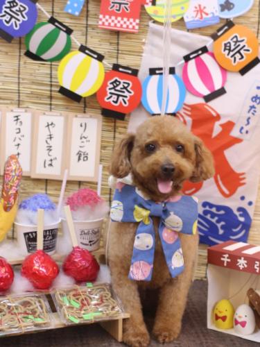 20240716チョコちゃん